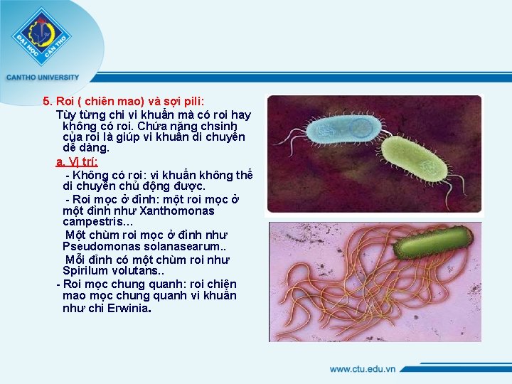 5. Roi ( chiên mao) và sợi pili: Tùy từng chi vi khuẩn mà