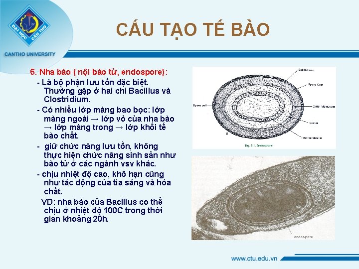 CẤU TẠO TẾ BÀO 6. Nha bào ( nội bào tử, endospore): - Là