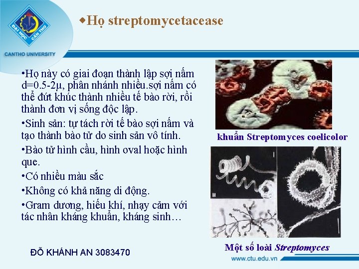  Họ streptomycetacease • Họ này có giai đoạn thành lập sợi nấm d=0.