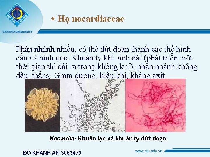  Họ nocardiaceae Phân nhánh nhiều, có thể đứt đoạn thành các thể hình