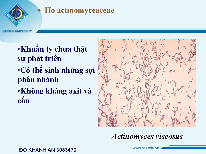  Họ actinomyceaceae • Khuẩn ty chưa thật sự phát triển • Có thể