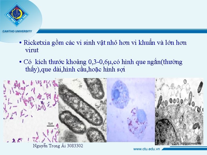  • Ricketxia gồm các vi sinh vật nhỏ hơn vi khuẩn và lớn