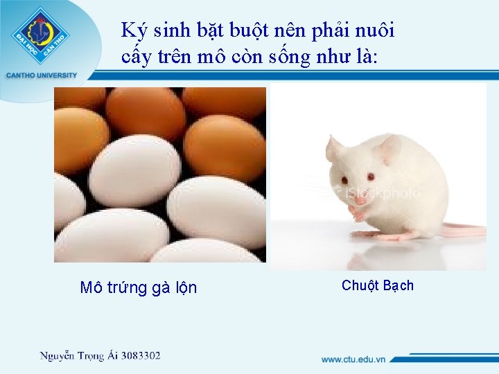 Ký sinh bặt buột nên phải nuôi cấy trên mô còn sống như là: