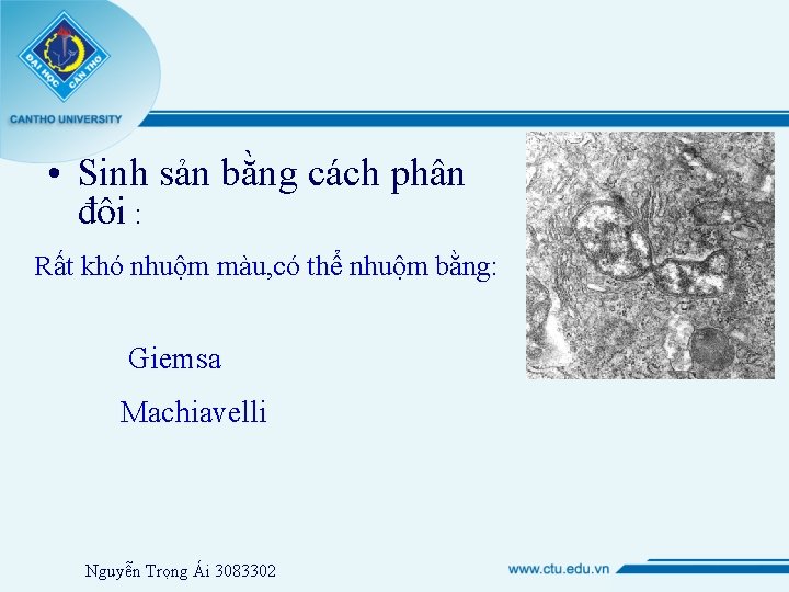  • Sinh sản bằng cách phân đôi : Rất khó nhuộm màu, có