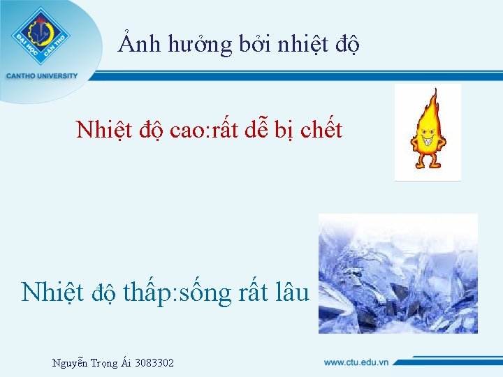 Ảnh hưởng bởi nhiệt độ Nhiệt độ cao: rất dễ bị chết Nhiệt độ