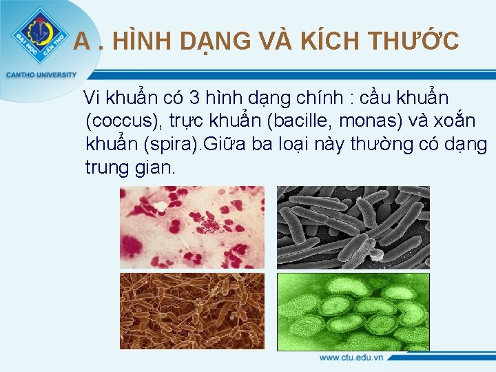 A. HÌNH DẠNG VÀ KÍCH THƯỚC Vi khuẩn có 3 hình dạng chính :