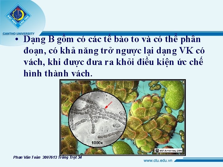  • Dạng B gồm có các tế bào to và có thể phân