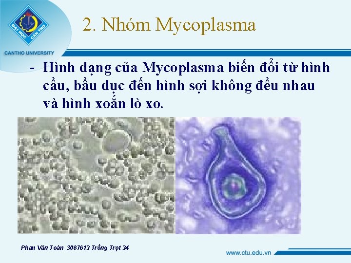 2. Nhóm Mycoplasma - Hình dạng của Mycoplasma biến đổi từ hình cầu, bầu