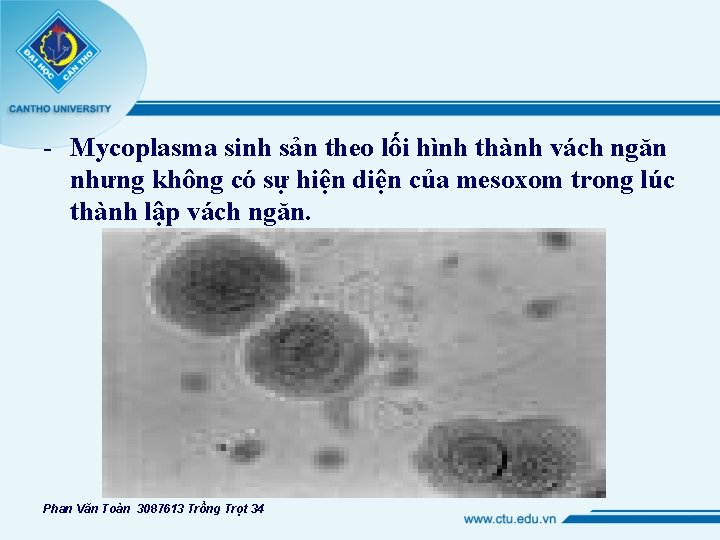 - Mycoplasma sinh sản theo lối hình thành vách ngăn nhưng không có sự