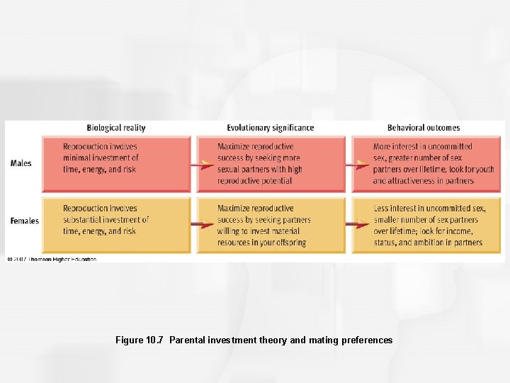 Figure 10. 7 Parental investment theory and mating preferences 
