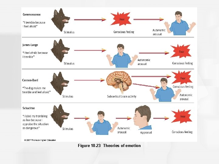 Figure 10. 23 Theories of emotion 