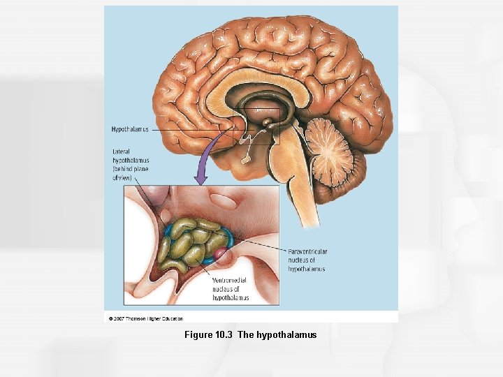 Figure 10. 3 The hypothalamus 