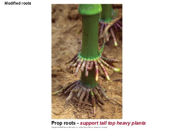 Modified roots Prop roots - support tall top heavy plants 