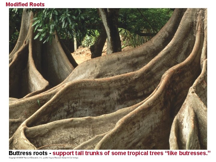 Modified Roots Buttress roots - support tall trunks of some tropical trees “like butresses.