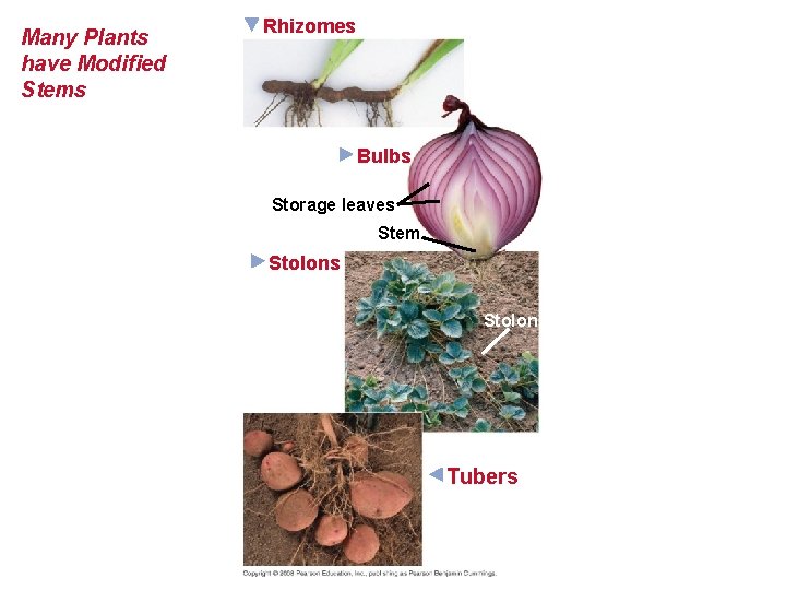 Many Plants have Modified Stems Rhizomes Bulbs Storage leaves Stem Stolons Stolon Tubers 