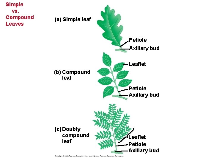 Simple vs. Compound Leaves (a) Simple leaf Petiole Axillary bud Leaflet (b) Compound leaf