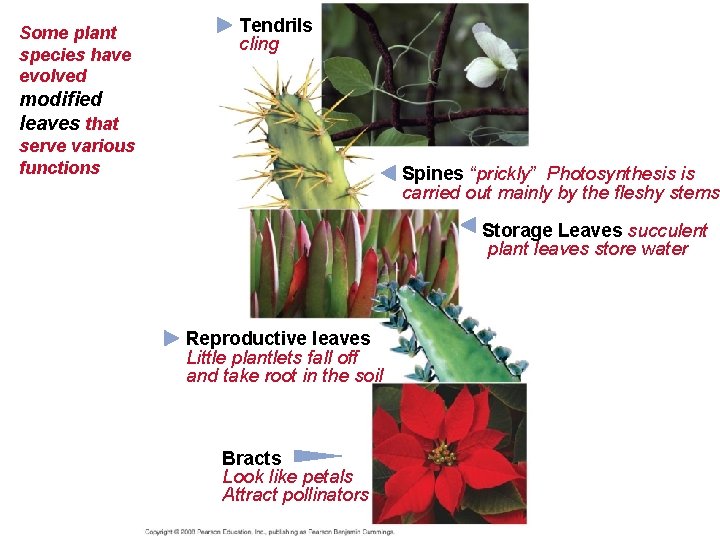 Some plant species have evolved Tendrils cling modified leaves that serve various functions Spines