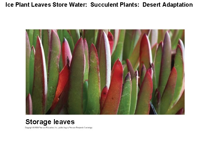 Ice Plant Leaves Store Water: Succulent Plants: Desert Adaptation Storage leaves 