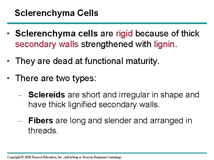 Sclerenchyma Cells • Sclerenchyma cells are rigid because of thick secondary walls strengthened with