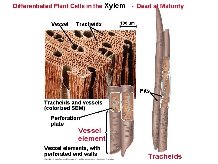 Differentiated Plant Cells in the Xylem - Dead at Maturity Vessel Tracheids 100 µm