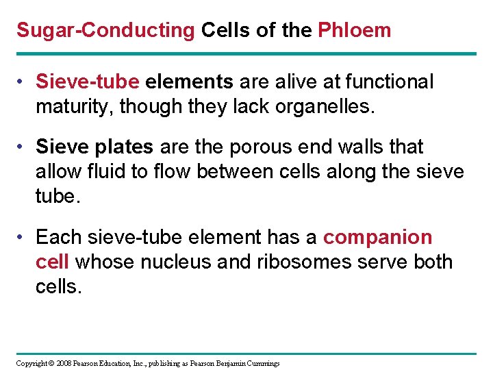 Sugar-Conducting Cells of the Phloem • Sieve-tube elements are alive at functional maturity, though