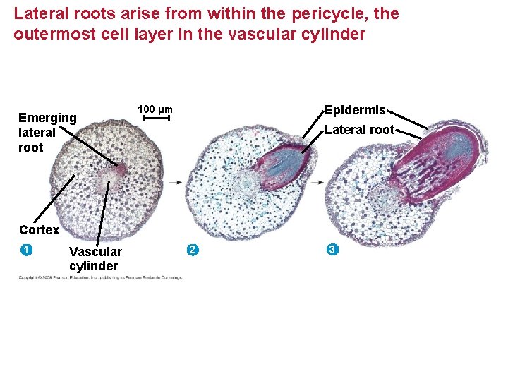 Lateral roots arise from within the pericycle, the outermost cell layer in the vascular