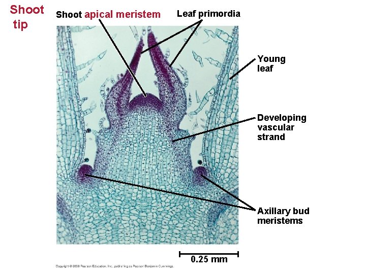 Shoot tip Shoot apical meristem Leaf primordia Young leaf Developing vascular strand Axillary bud