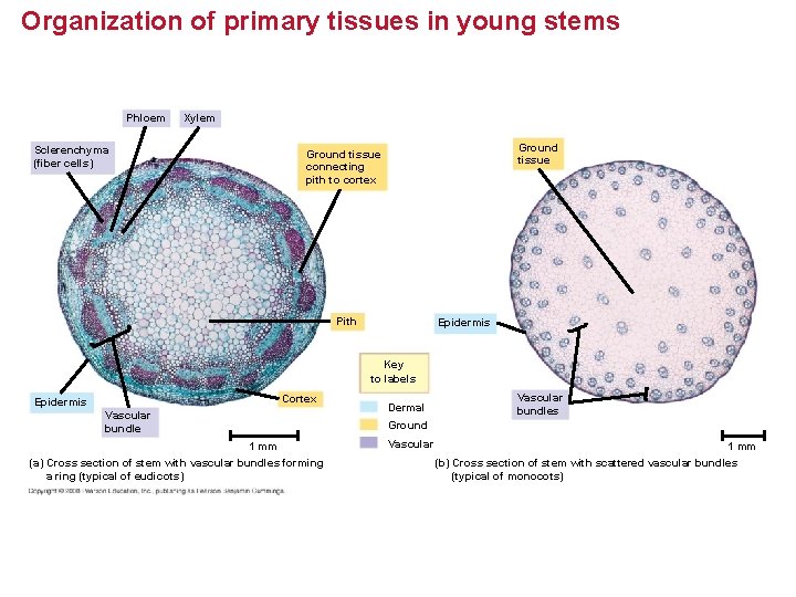 Organization of primary tissues in young stems Phloem Xylem Sclerenchyma (fiber cells) Ground tissue