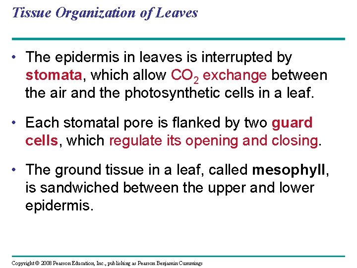 Tissue Organization of Leaves • The epidermis in leaves is interrupted by stomata, which