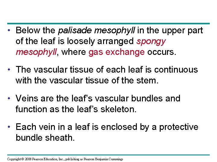  • Below the palisade mesophyll in the upper part of the leaf is