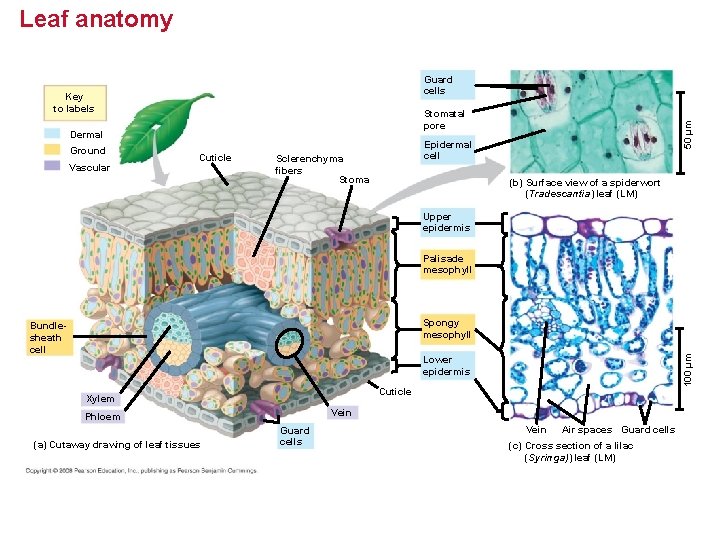 Leaf anatomy Guard cells Key to labels Dermal Ground Vascular Cuticle 50 µm Stomatal