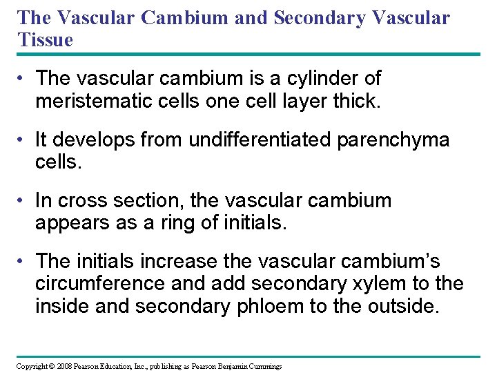 The Vascular Cambium and Secondary Vascular Tissue • The vascular cambium is a cylinder