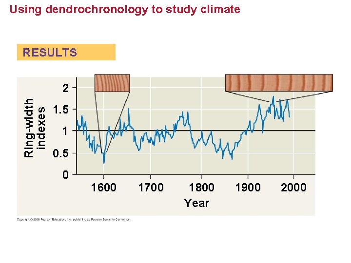Using dendrochronology to study climate RESULTS Ring-width indexes 2 1. 5 1 0. 5