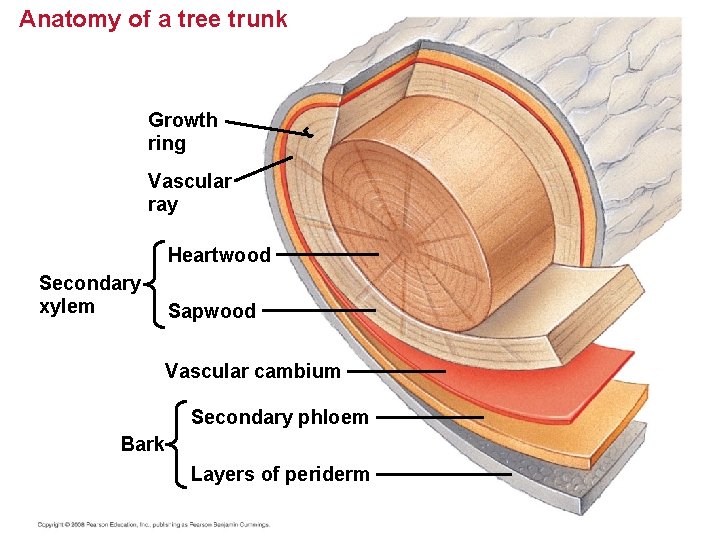 Anatomy of a tree trunk Growth ring Vascular ray Heartwood Secondary xylem Sapwood Vascular
