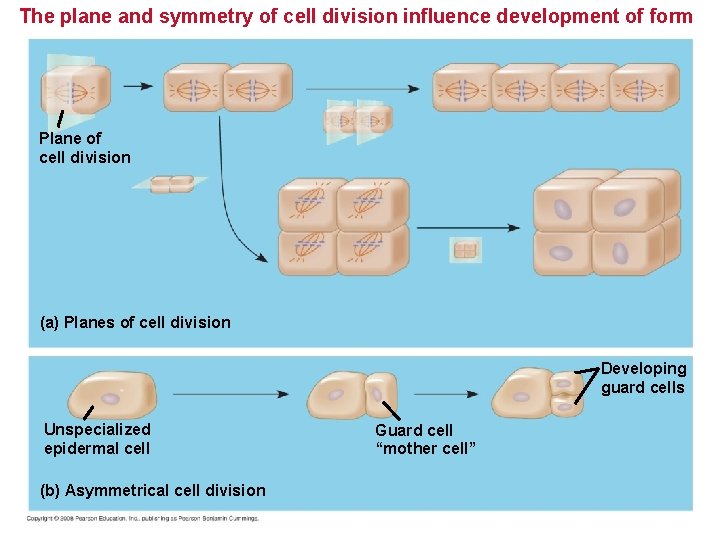 The plane and symmetry of cell division influence development of form Plane of cell