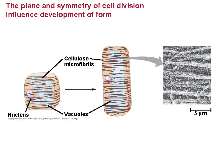 The plane and symmetry of cell division influence development of form Cellulose microfibrils Nucleus