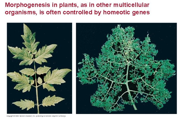 Morphogenesis in plants, as in other multicellular organisms, is often controlled by homeotic genes