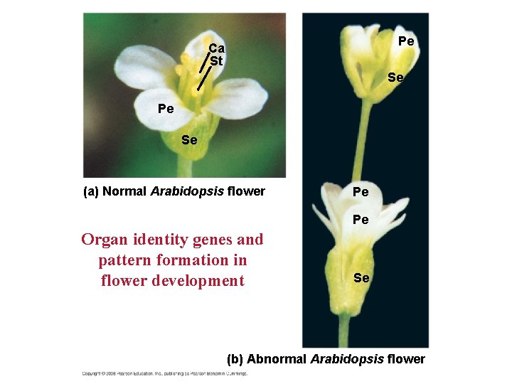 Pe Ca St Se Pe Se (a) Normal Arabidopsis flower Pe Pe Organ identity