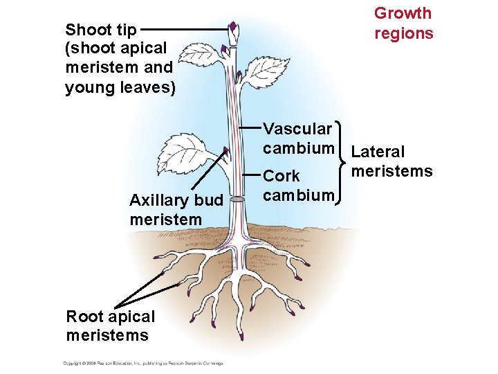 Shoot tip (shoot apical meristem and young leaves) Axillary bud meristem Root apical meristems