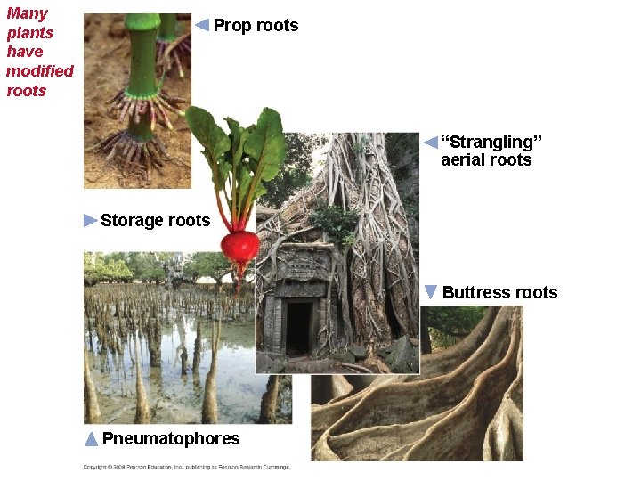 Many plants have modified roots Prop roots “Strangling” aerial roots Storage roots Buttress roots