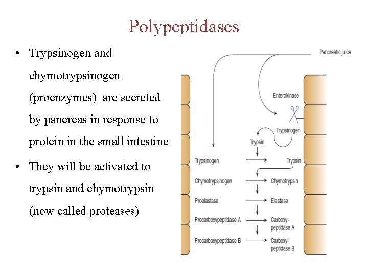 Polypeptidases • Trypsinogen and chymotrypsinogen (proenzymes) are secreted by pancreas in response to protein