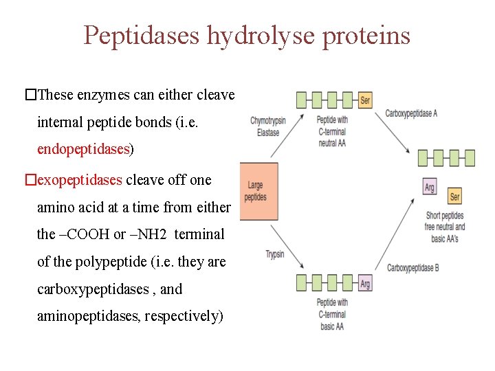 Peptidases hydrolyse proteins �These enzymes can either cleave internal peptide bonds (i. e. endopeptidases)