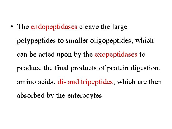  • The endopeptidases cleave the large polypeptides to smaller oligopeptides, which can be