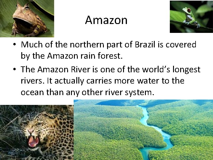 Amazon • Much of the northern part of Brazil is covered by the Amazon