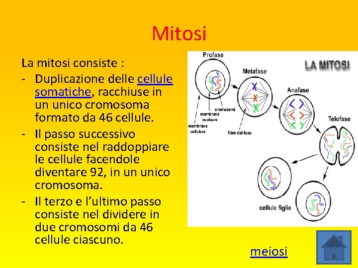 Mitosi La mitosi consiste : - Duplicazione delle cellule somatiche, racchiuse in un unico