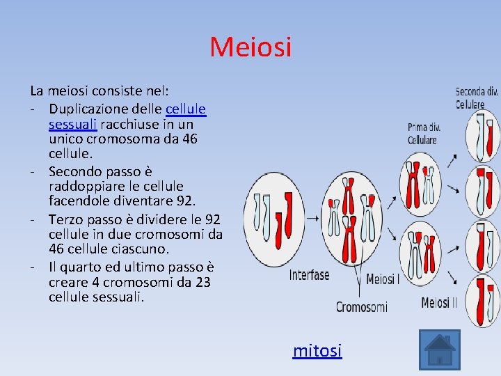 Meiosi La meiosi consiste nel: - Duplicazione delle cellule sessuali racchiuse in un unico