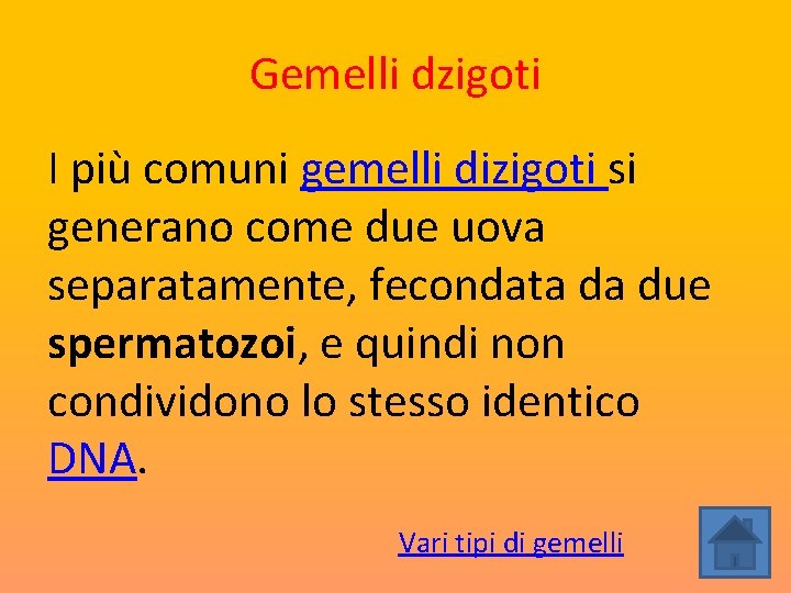 Gemelli dzigoti I più comuni gemelli dizigoti si generano come due uova separatamente, fecondata