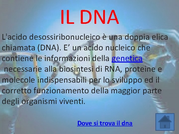 IL DNA L'acido desossiribonucleico è una doppia elica chiamata (DNA). E’ un acido nucleico