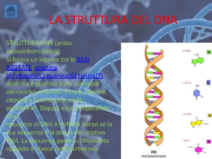 LA STRUTTURA DEL DNA STRUTTURA DNA (acido deossiribonucleico) Si forma un legame tra le