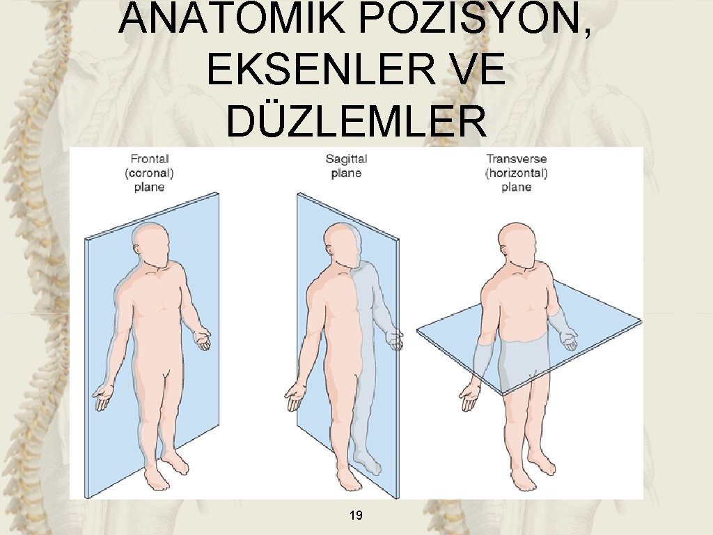 ANATOMİK POZİSYON, EKSENLER VE DÜZLEMLER 19 